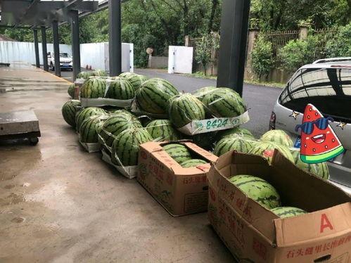 上海吃瓜路人,上海吃瓜路人的市井生活素描