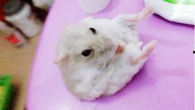 仓鼠的吃瓜视频,萌宠美食大揭秘