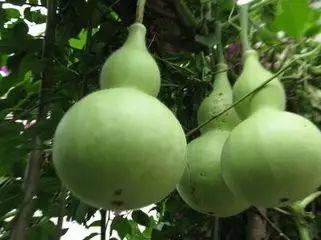 吃葫芦瓜的女人,探寻神秘女子与葫芦瓜的传奇故事