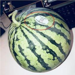 文安网红吃瓜,揭秘娱乐圈背后的秘密