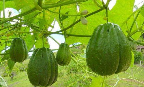 佛手瓜吃前怎么处理,佛手瓜食用前的处理攻略