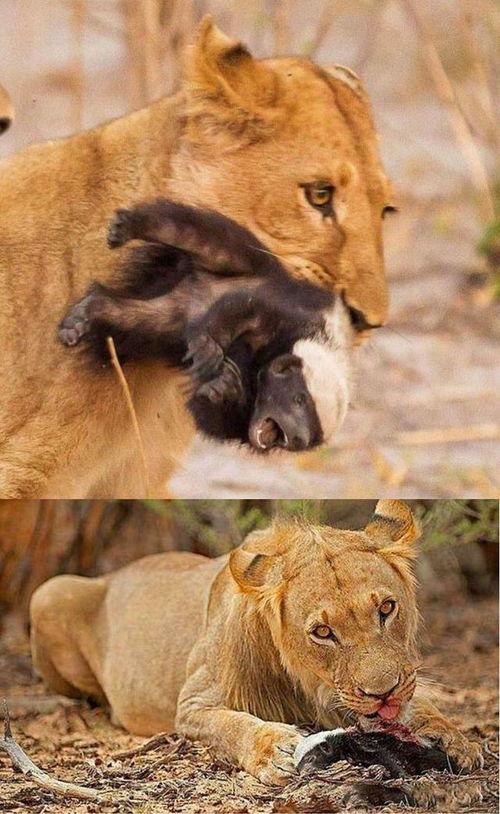 王婆吃瓜的动物,揭秘动物界的趣味故事