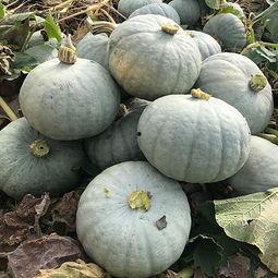 板栗银瓜怎么吃,美味佳肴的多样食法探索