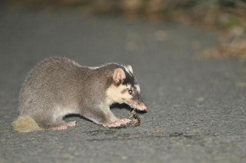 猹猹吃瓜团,揭秘娱乐圈幕后风云