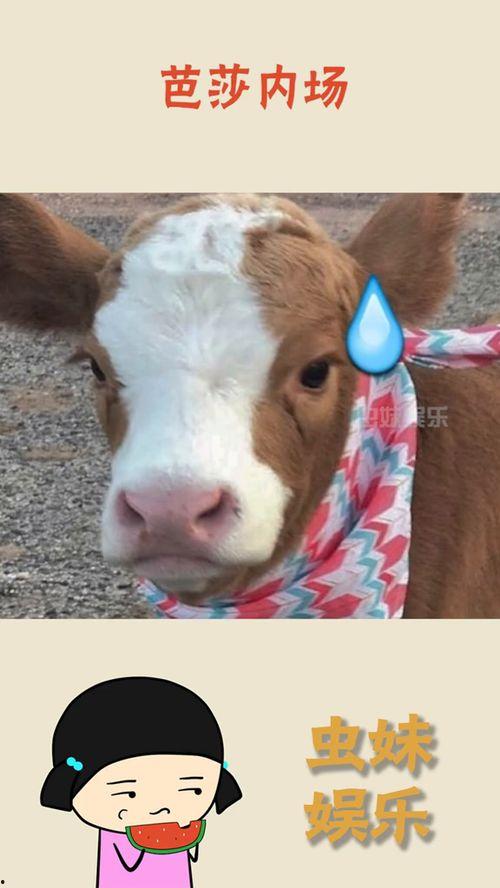 抖音吃瓜章鱼,章鱼界的“网红”美食大揭秘