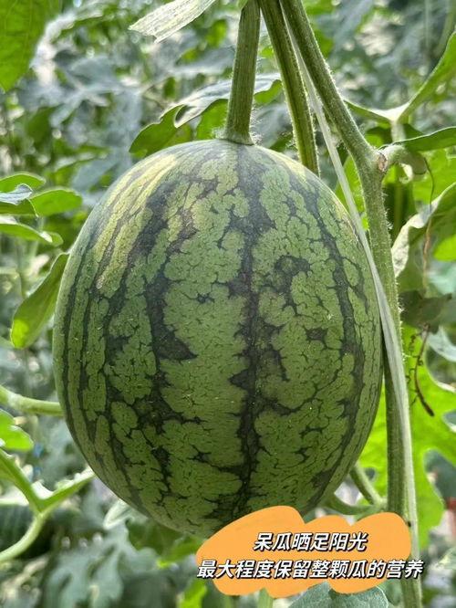 帝瓜能一起吃吗