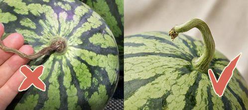 香港主持吃瓜,吃瓜群众的狂欢盛宴