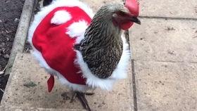 母鸡吃瓜可以吧,趣味农业新现象