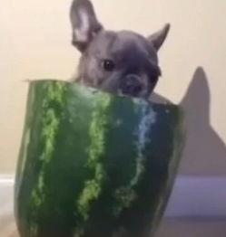 斗牛吃瓜视频全集,全程揭秘斗牛界的欢乐盛宴