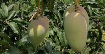 哈密瓜没人吃,探寻无人问津的甜蜜困境