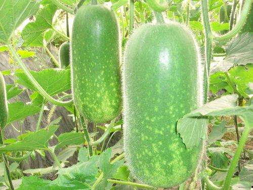 真人吃瓜图片 图文,揭秘明星们的“瓜田”趣事