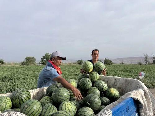 南丰吃瓜,探寻夏日消暑美食之旅