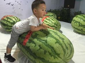 郑州中原吃瓜事件