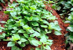 汾阳御龙湾吃瓜,夏日吃瓜盛地，畅享清凉时光