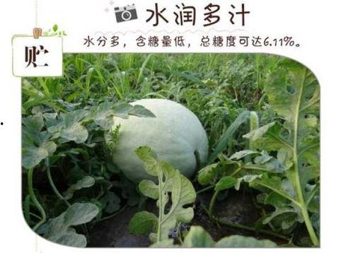 梦见吃白瓜米,揭秘白瓜米梦境的神秘寓意