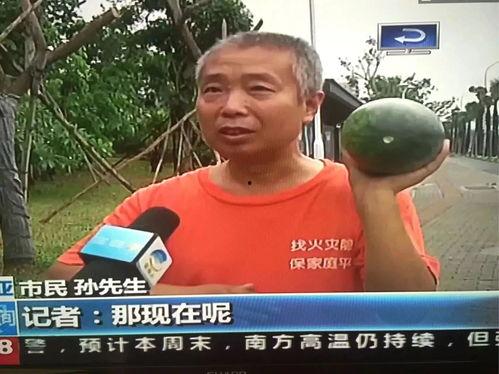 西宁吃瓜热门事件,揭秘网络热议背后的真相与反思