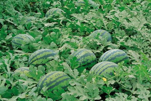 校园男女围墙吃瓜