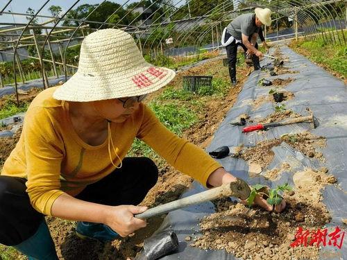 株洲集体吃瓜照片,欢乐共享，夏日里的温馨瞬间