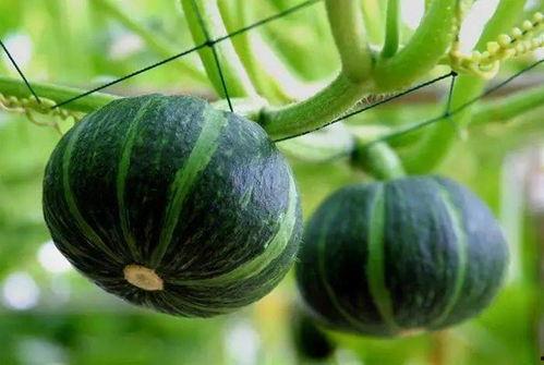 夏邑最近的吃瓜