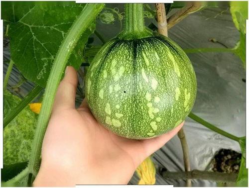 小幼瓜怎么吃,解锁美味新体验